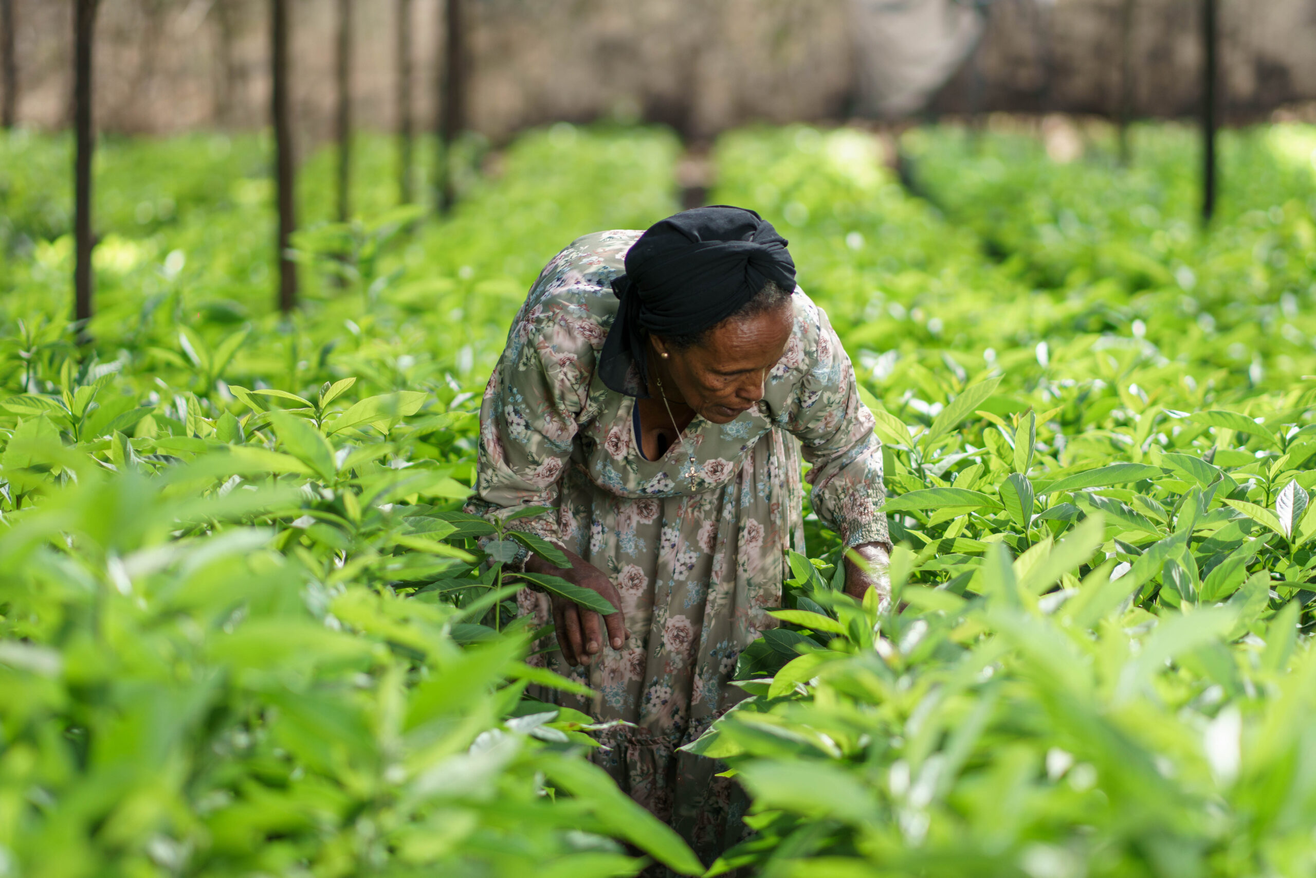 Ethiopian farmer cultivating crops in agricultural field
