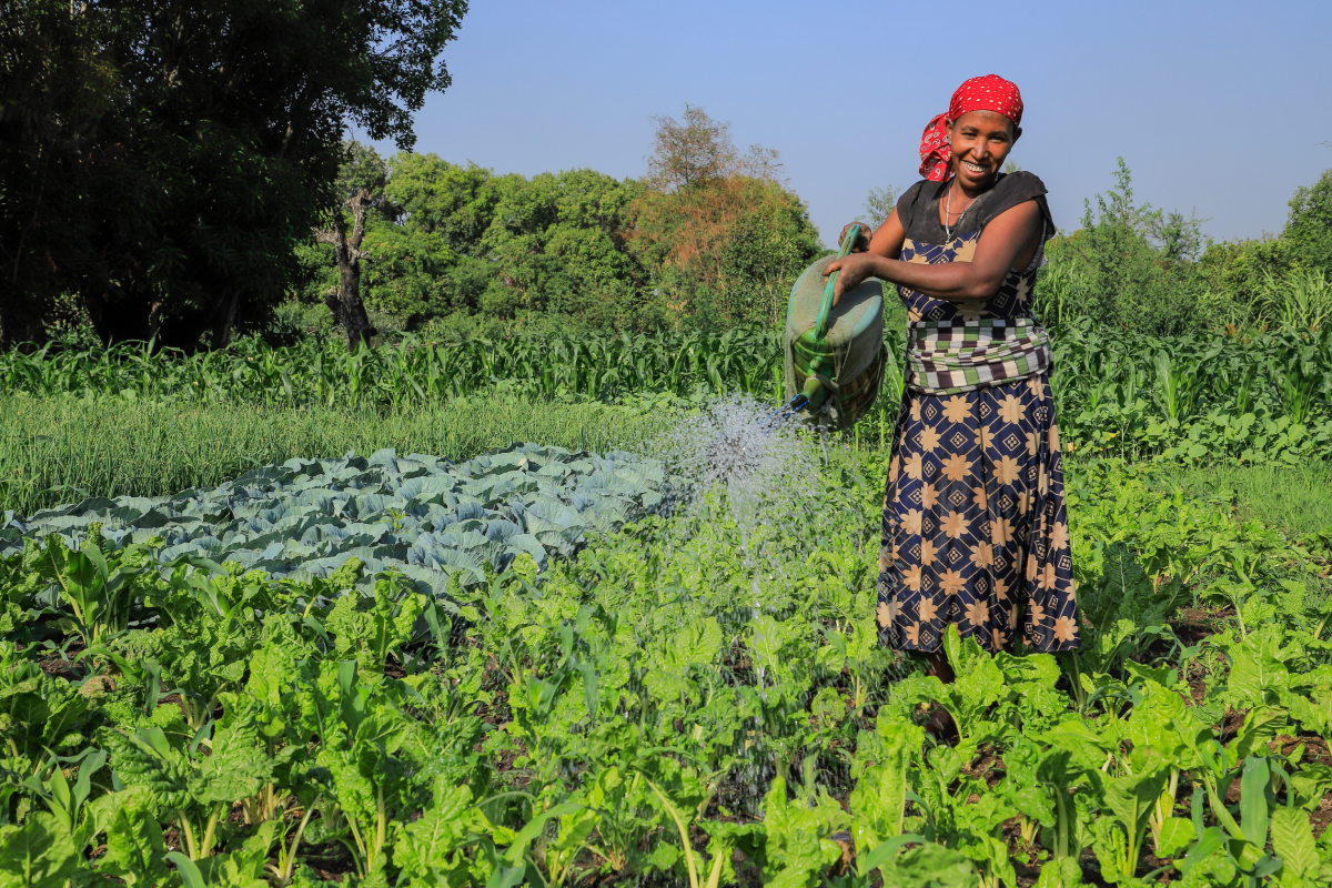 Ethiopian agricultural landscape