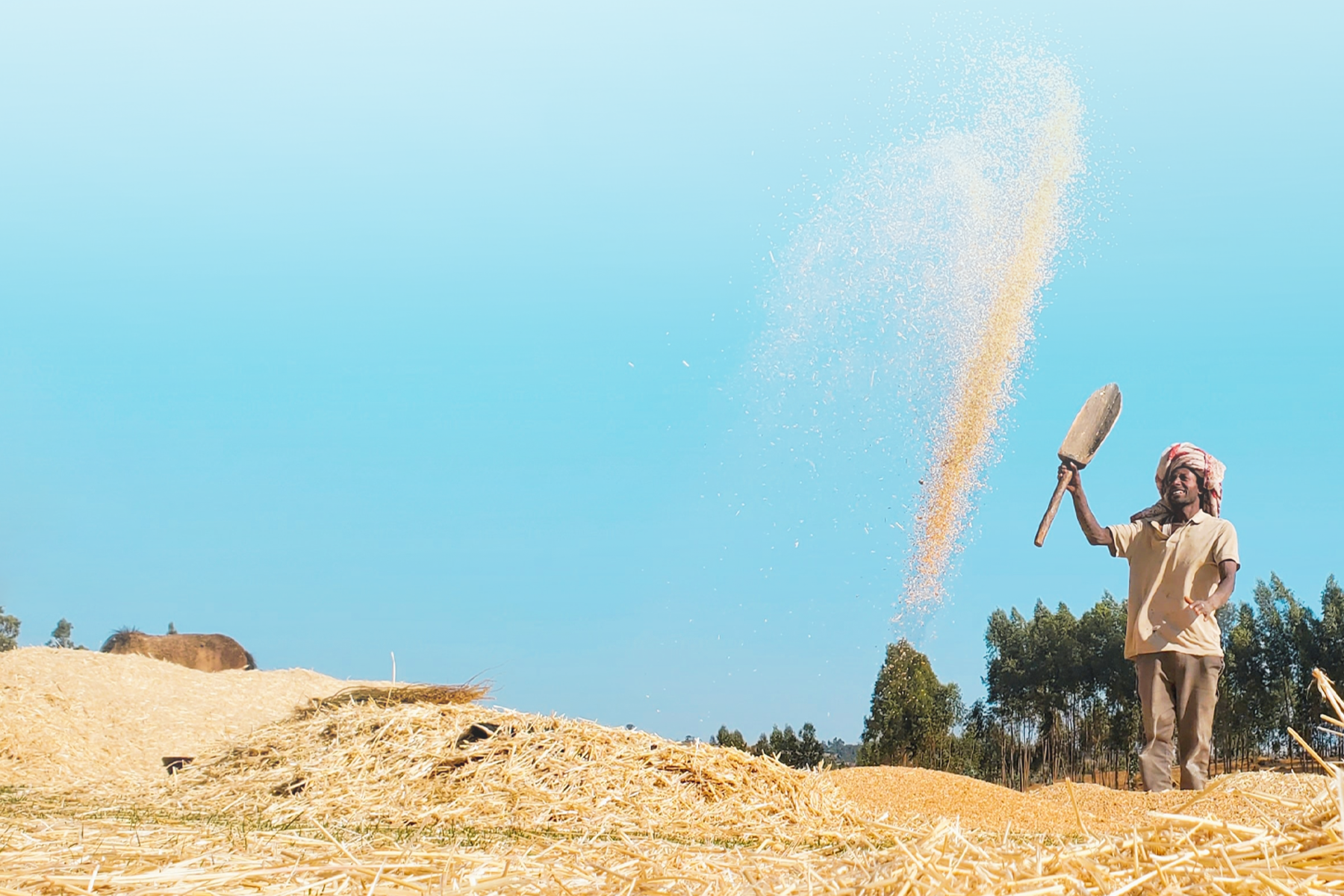 Farmer tending crops in an agricultural field