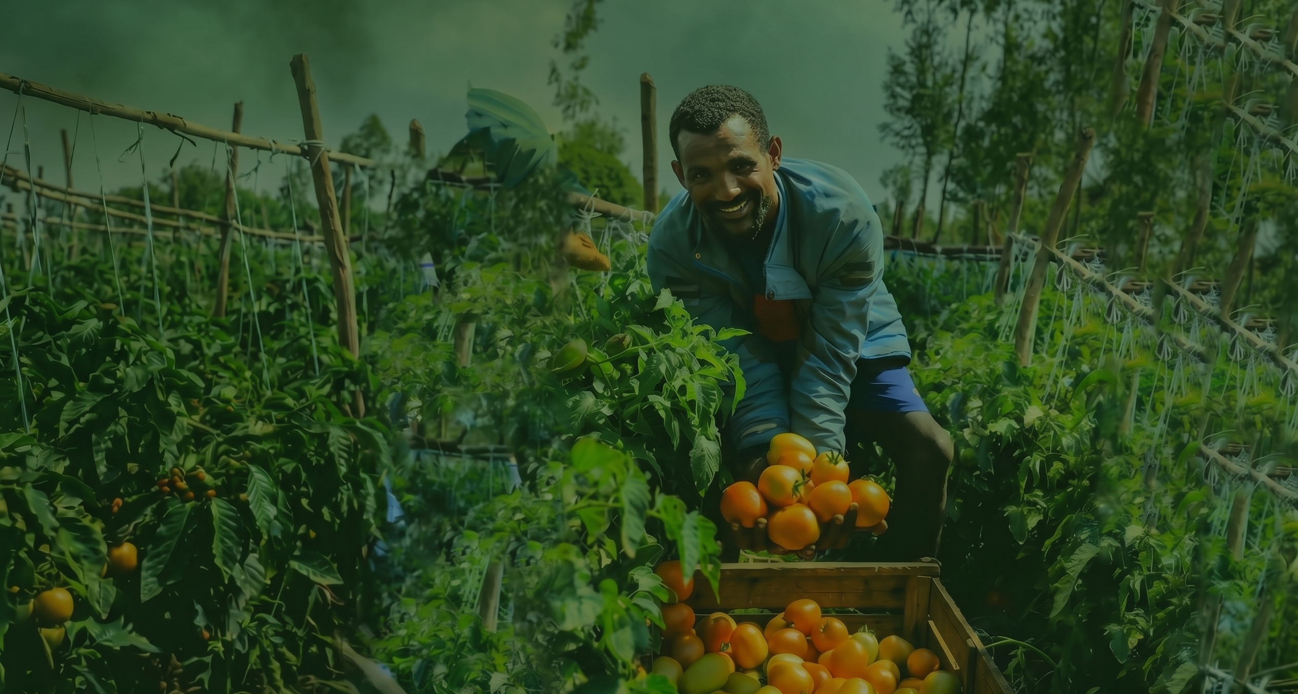 Farmer tending crops in a green field
